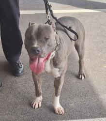 Found/Stray Male Dog last seen Newtown Square, PA, Newtown Square, PA 19073