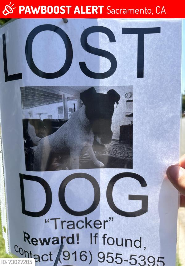 Lost Male Dog last seen Carrisa Way, Sacramento, CA 95821