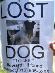 Lost Male Dog last seen Carrisa Way, Sacramento, CA 95821