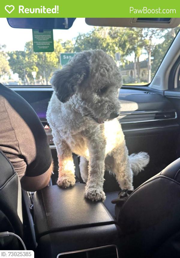 Reunited Female Dog last seen Near , Long Beach, CA 90808
