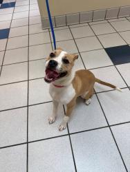 Found/Stray Female Dog last seen Newtown Square, PA, Newtown Square, PA 19073