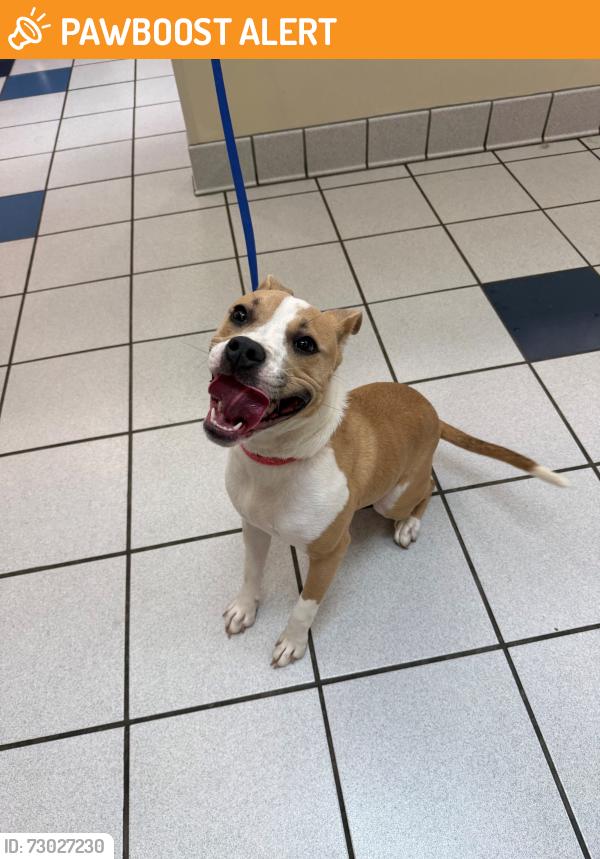 Found/Stray Female Dog last seen Newtown Square, PA, Newtown Square, PA 19073