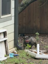 Found/Stray Male Dog last seen Greenville and Exchange - 75002, Allen, TX 75002