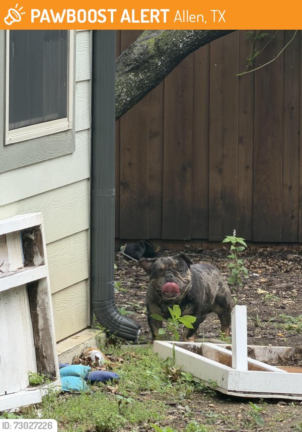 Found/Stray Male Dog last seen Greenville and Exchange - 75002, Allen, TX 75002