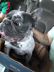 Found/Stray Male Dog last seen Whittier, Los Angeles, CA 90015