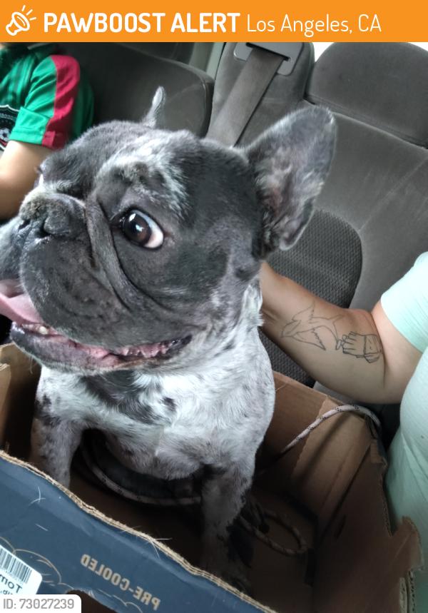 Found/Stray Male Dog last seen Whittier, Los Angeles, CA 90015