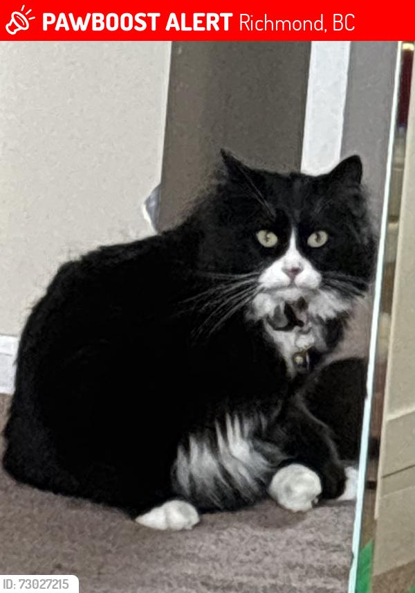 Lost Female Cat last seen Quilchena golf course , Richmond, BC 