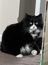 Lost Female Cat last seen Quilchena golf course , Richmond, BC 