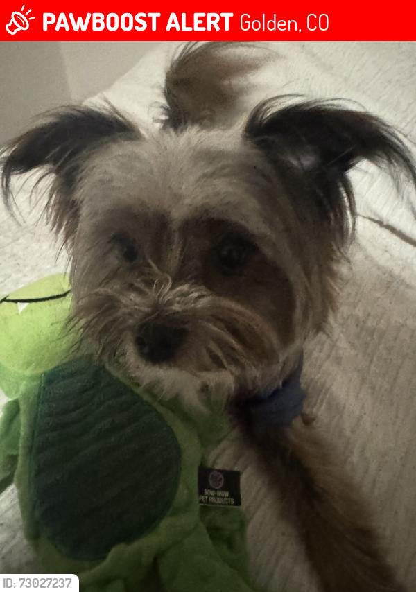 Lost Male Dog last seen Near w 61st Ave , Golden, CO 80403