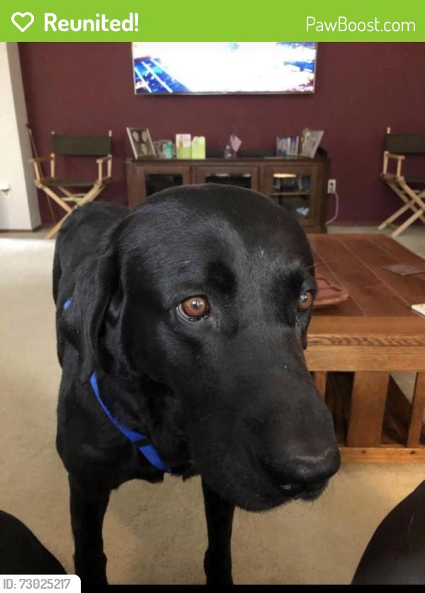 Reunited Male Dog last seen Edna and Cloverdale, Boise, ID 83713