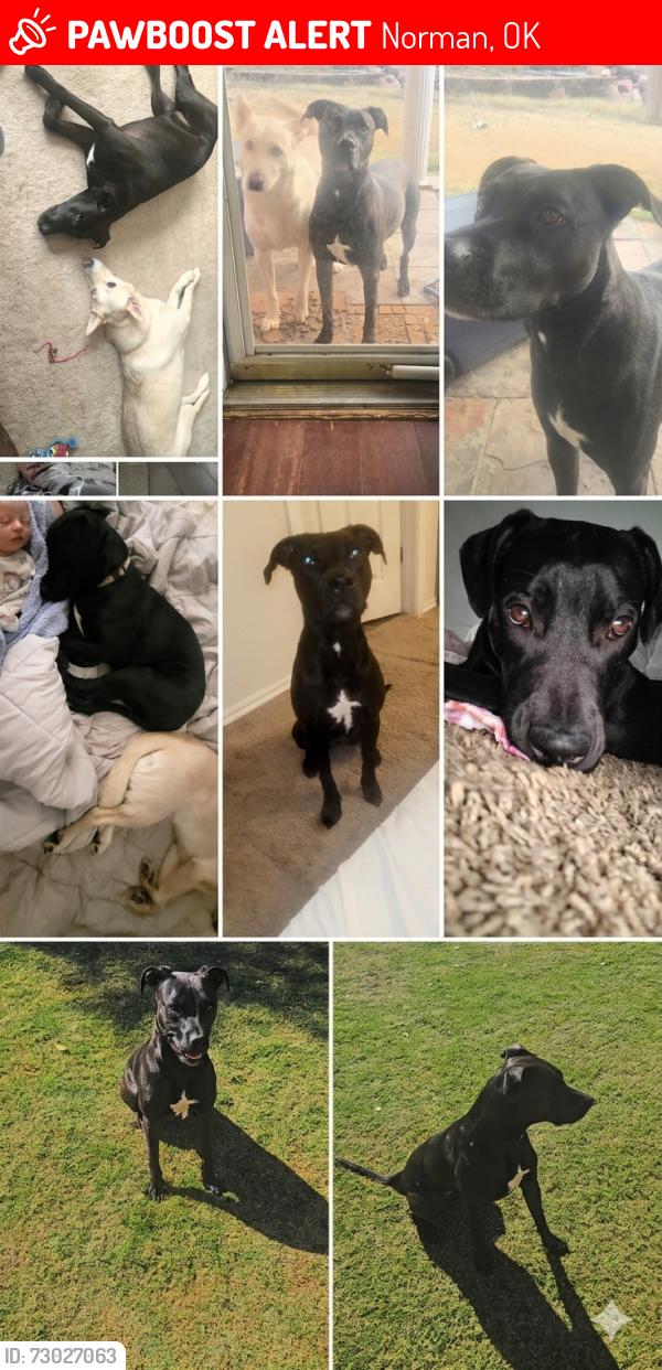 Lost Female Dog last seen Near Calypso cove Lake Thunderbird., Norman, OK 73026