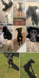Lost Female Dog last seen Near Calypso cove Lake Thunderbird., Norman, OK 73026