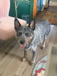Found/Stray Male Dog last seen Hey 75, Willis, TX 77378
