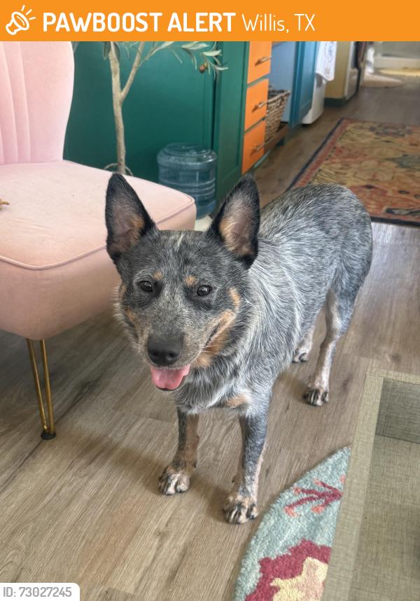 Found/Stray Male Dog last seen Hey 75, Willis, TX 77378