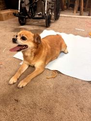 Found/Stray Female Dog last seen Mentor and Louisville rd, Louisville, TN 37777