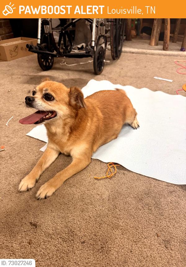 Found/Stray Female Dog last seen Mentor and Louisville rd, Louisville, TN 37777