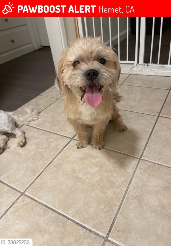 Lost Male Dog last seen Shellie ln and yale st hemet Ca, Hemet, CA 92544