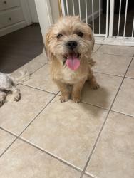 Lost Male Dog last seen Shellie ln and yale st hemet Ca, Hemet, CA 92544