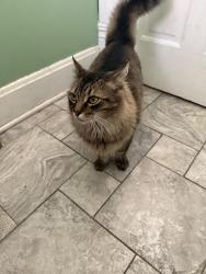 Found/Stray Unknown Cat last seen Corner of Floral and Madison, Cincinnati, OH 45212