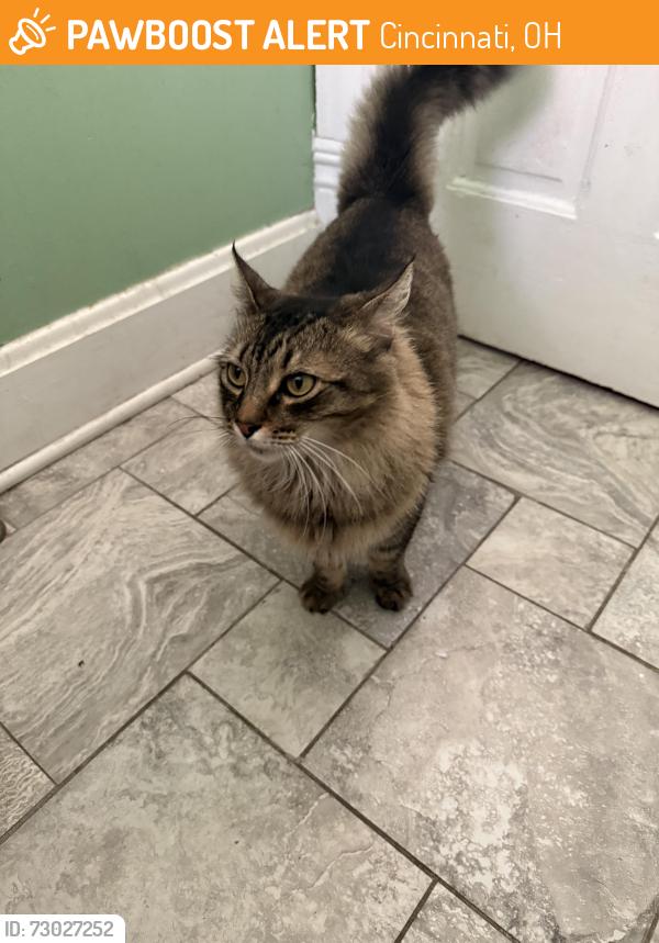 Found/Stray Unknown Cat last seen Corner of Floral and Madison, Cincinnati, OH 45212