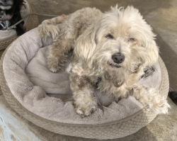 Lost Female Dog last seen Simmons Avenue, Hubbard, Commerce, CA 90022