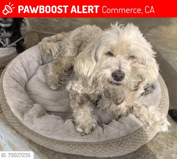 Lost Female Dog last seen Simmons Avenue, Hubbard, Commerce, CA 90022