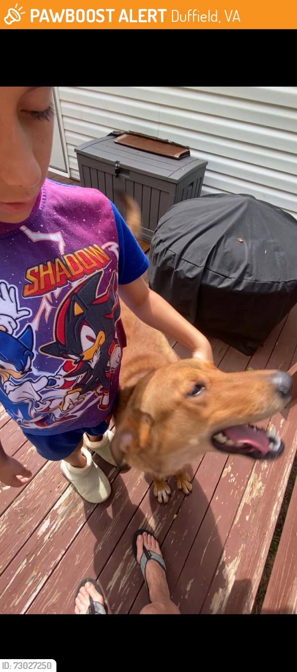 Found/Stray Male Dog last seen Purchase ridge rd, Duffield, VA 24244