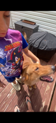 Found/Stray Male Dog last seen Purchase ridge rd, Duffield, VA 24244