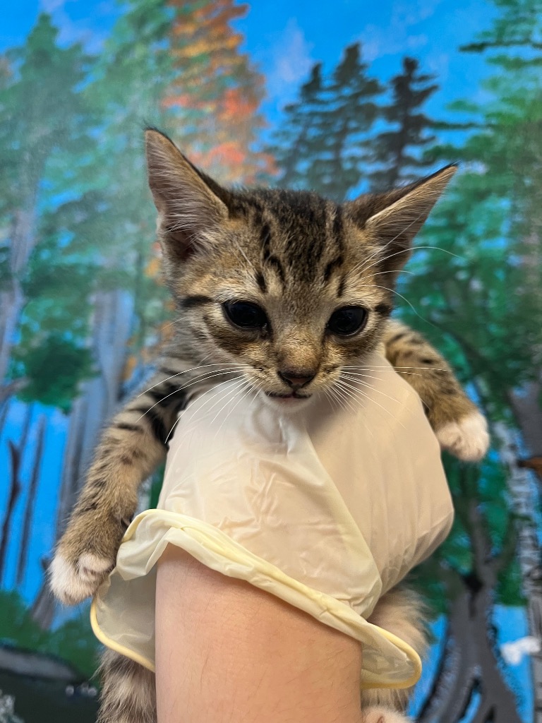 Shelter Stray Male Cat last seen Bexar County, 3353 Morningside Dr, New Braunfels, TX 78132, USA