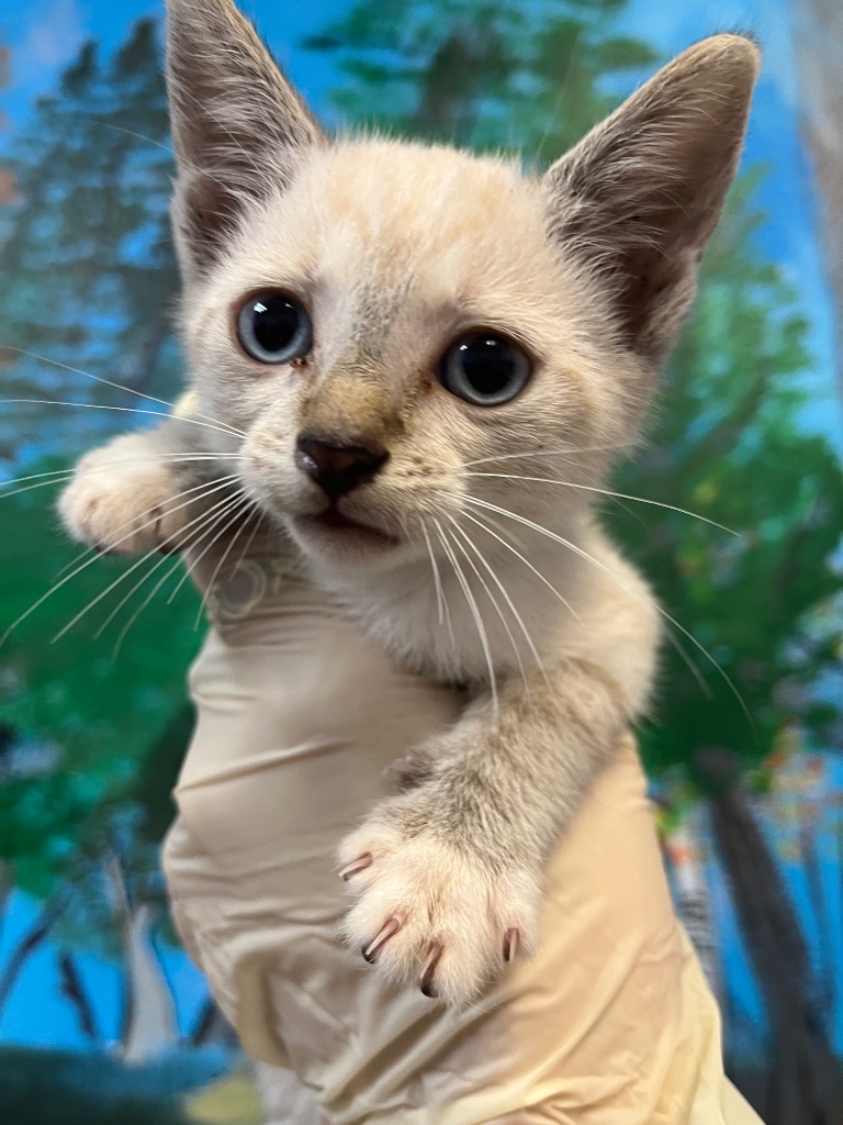 Shelter Stray Female Cat last seen Bexar County, 3353 Morningside Dr, New Braunfels, TX 78132, USA