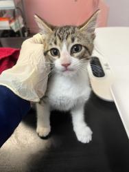 Shelter Stray Female Cat last seen Bexar County, 3353 Morningside Dr, New Braunfels, TX 78132, USA