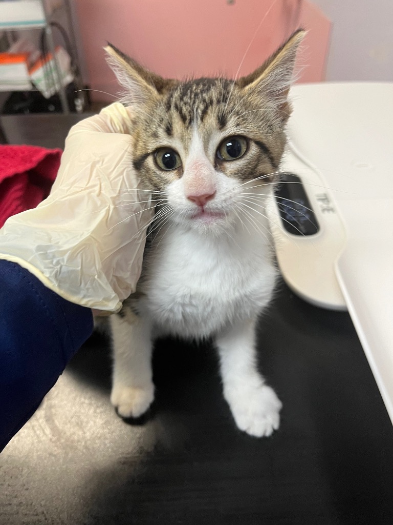Shelter Stray Female Cat last seen Bexar County, 3353 Morningside Dr, New Braunfels, TX 78132, USA