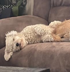 Reunited Male Dog last seen Shellie Ln & Yale St, East Hemet, CA 92544, USA, East Hemet, CA 92544