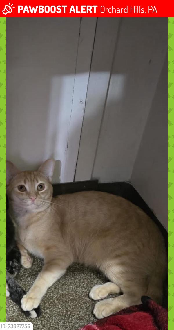 Lost Male Cat last seen Apollo,PA, Orchard Hills, PA 15613