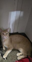 Lost Male Cat last seen Apollo,PA, Orchard Hills, PA 15613
