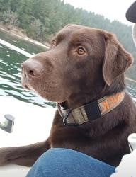 Reunited Male Dog last seen Olympic Ridge, Port Ludlow, WA 98365