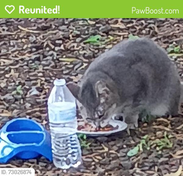 Reunited Female Cat last seen 12th st and Highland , Phoenix, AZ 85014