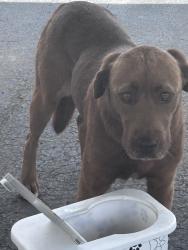 Found/Stray Female Dog last seen Clark road, Spring valley rd, Spartanburg County, SC 29349