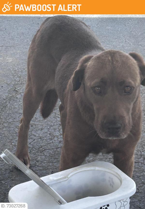 Found/Stray Female Dog last seen Clark road, Spring valley rd, Spartanburg County, SC 29349