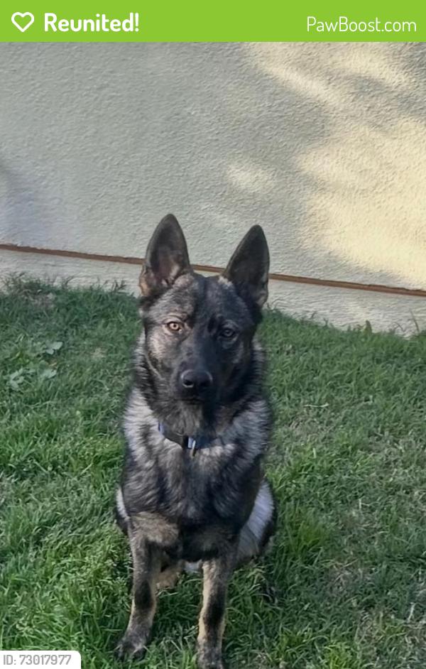 Reunited Male Dog last seen elizondo, Simi Valley, CA 93065