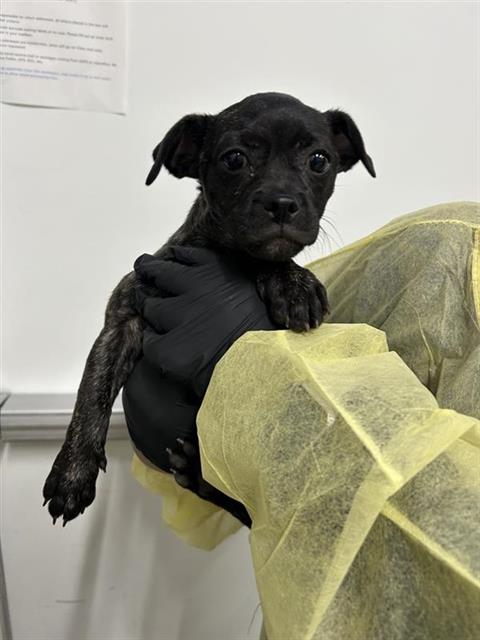Shelter Stray Female Dog last seen Near BLOCK S ORANGE AVE, FRESNO CA 93702 3463, 5277 E Airways Blvd, Fresno, CA 93727, USA