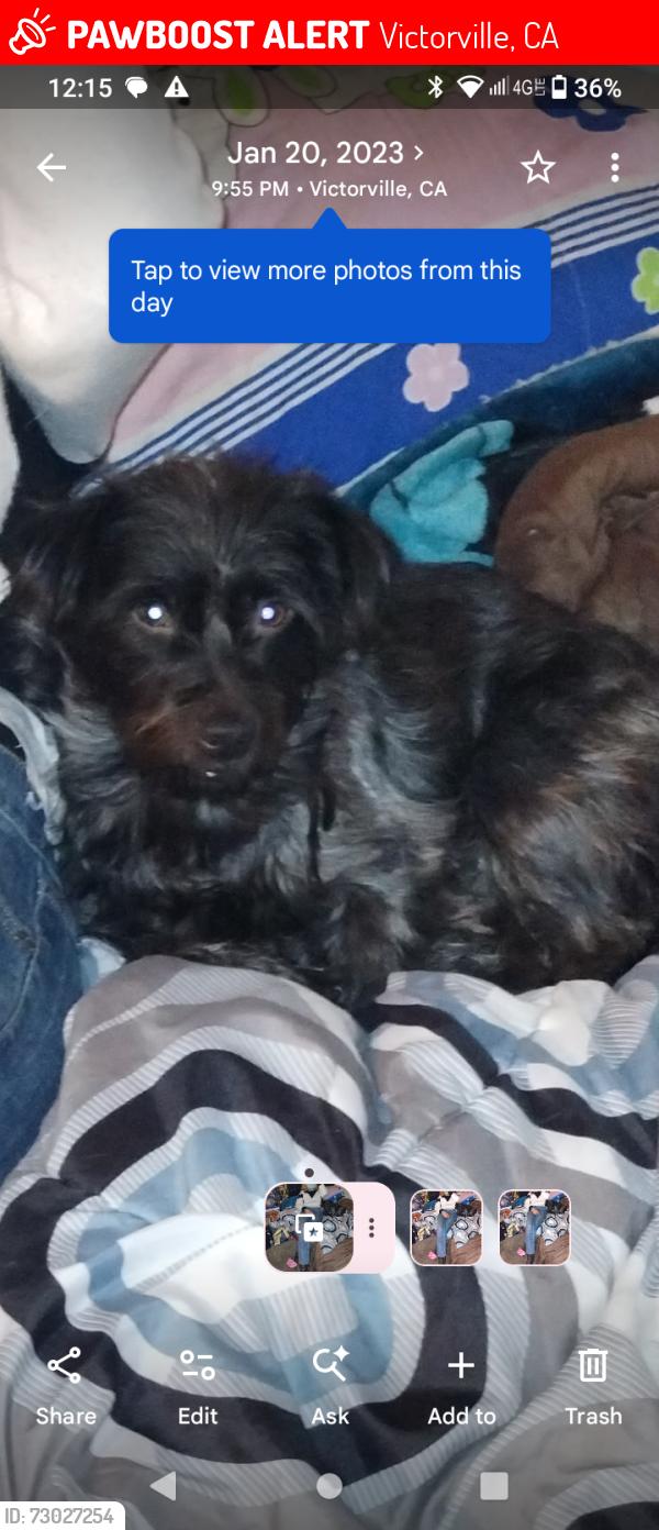 Lost Male Dog last seen Fifth St and Tokay St, Victorville, CA 92395