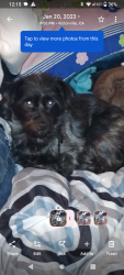 Lost Male Dog last seen Fifth St and Tokay St, Victorville, CA 92395