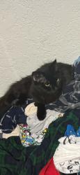 Lost Female Cat last seen Collins and Abrams, Arlington, TX 76010