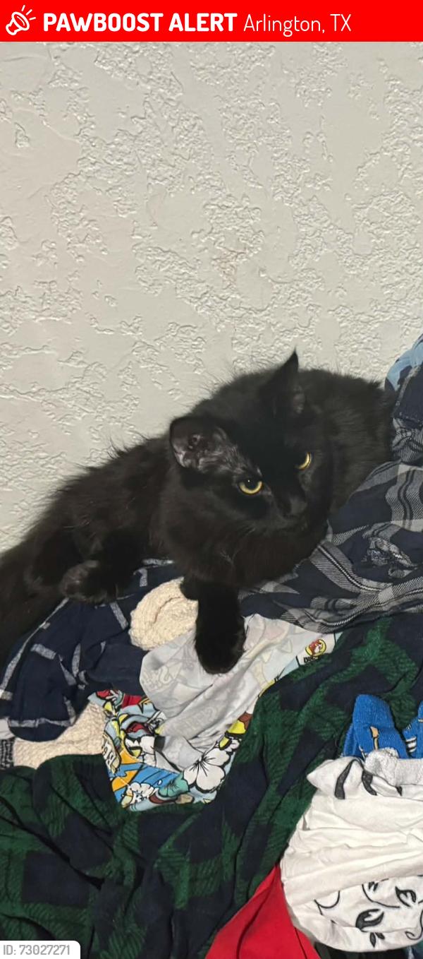 Lost Female Cat last seen Collins and Abrams, Arlington, TX 76010