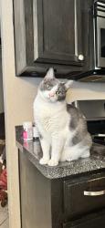 Lost Female Cat last seen Near Campo Real Cir, Brownsville, TX 78520