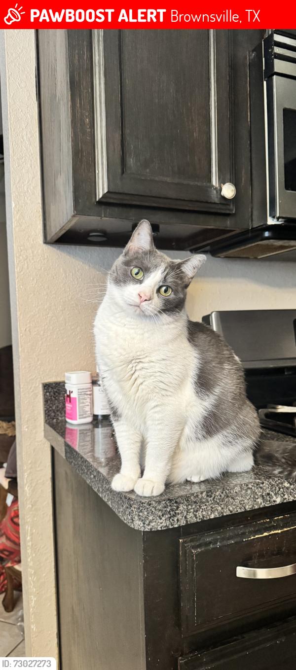 Lost Female Cat last seen Near Campo Real Cir, Brownsville, TX 78520