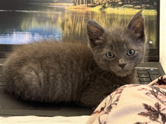 Shelter Stray Male Cat last seen , 957 N Gaffey St, San Pedro, CA 90731, USA