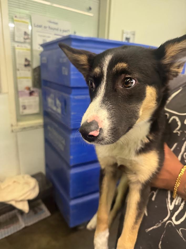 Shelter Stray Female Dog last seen , 1850 W 60th St, Los Angeles, CA 90047, USA