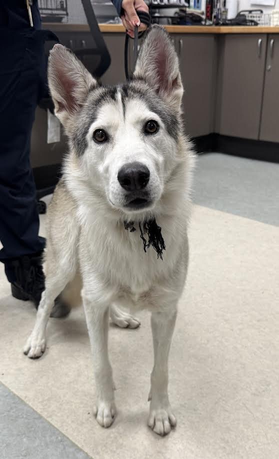 Shelter Stray Female Dog last seen , 14409 Vanowen St, Van Nuys, CA 91405, USA